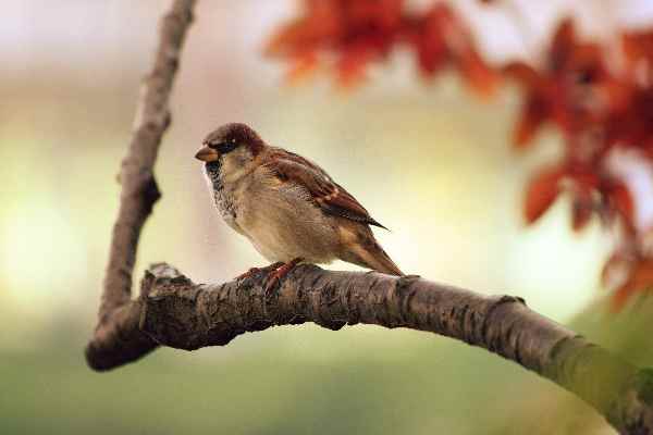 black swamp bird observatory