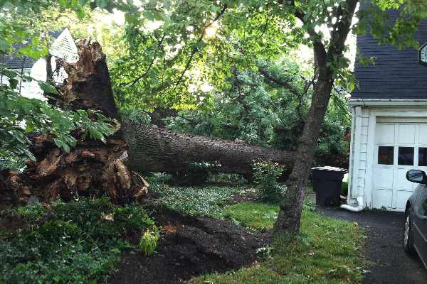 tree damage