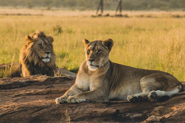 african wildlife safari park